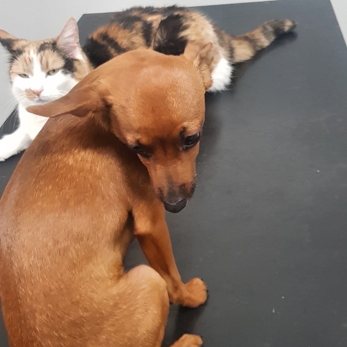 Veterinární klinika Bohemia — Písek